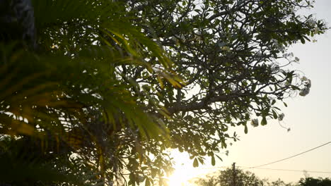 sunlight beaming through green tree leaves