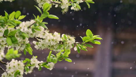 toma en cámara lenta de un árbol floreciente en invierno