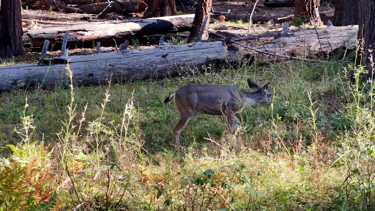 Filmato naturalistico di un cervo che si nutre nel suo habitat naturale, muovendosi lentamente attraverso un suolo boschivo erboso con alberi e tronchi sullo sfondo.