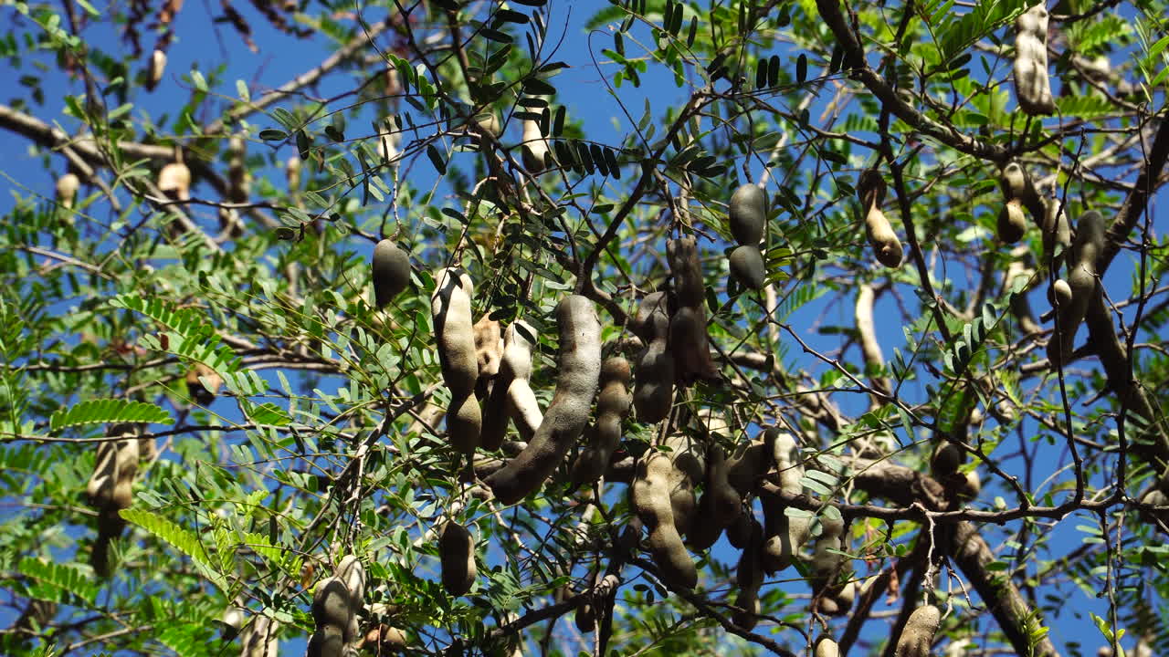 tamarindo crudo colgado en el árbol de tamarindo en el jardín