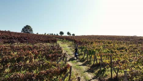 motorcycle riding up a hill through the vineyards