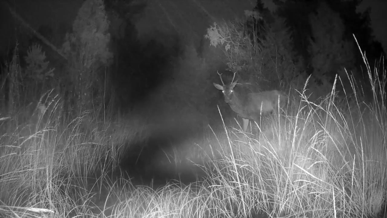 Spøgelsesagtige han-kronhjorte (Cervus elaphus), der krydser en smal skovbæk om natten, set i sort-hvid på et vildtkamera. Stille vildtøjeblik i en vild estisk skov.