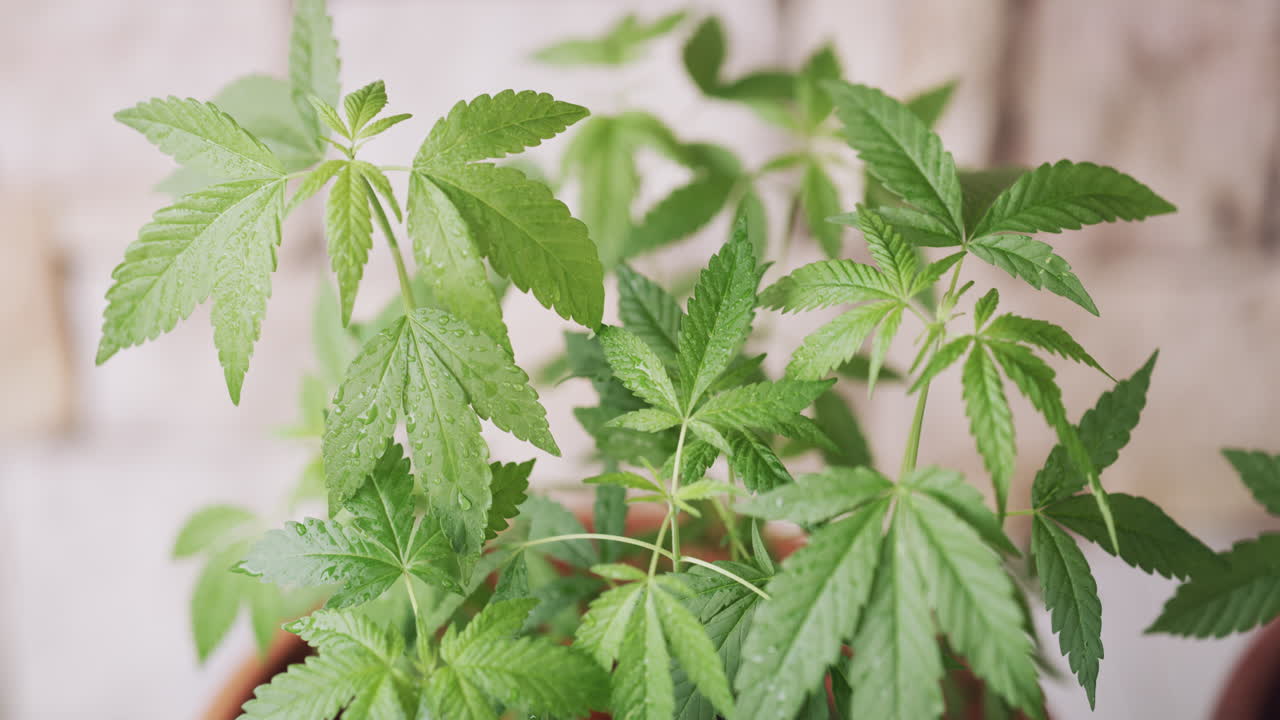 cultivo de cannabis para consumo personal