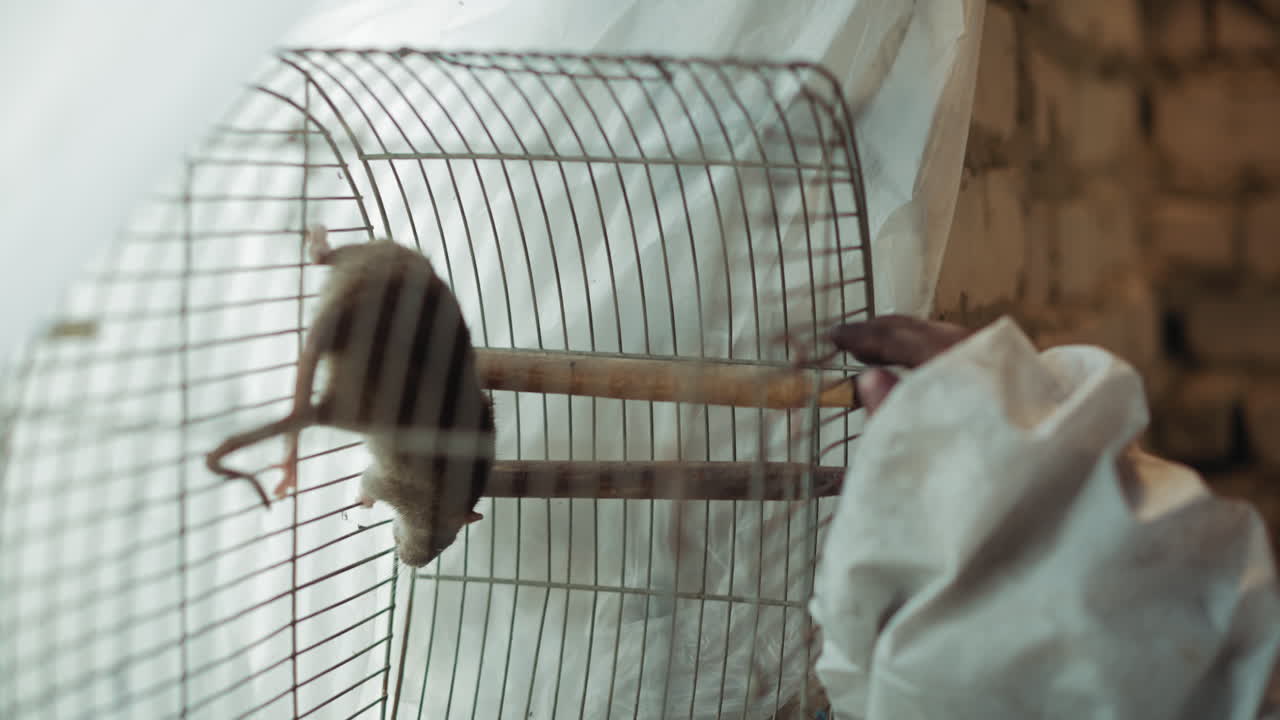 Mouse inside metal cage climbs vertical bars in fear as hand in stained white sleeve presses wire surface, evoking tension and anxiety within harsh setting framed by brick wall and plastic curtain