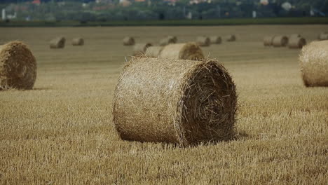 kleiner junge auf dem feld. schöner junge geht auf einem feld mit stroh