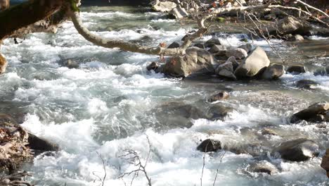 river flow in the forest