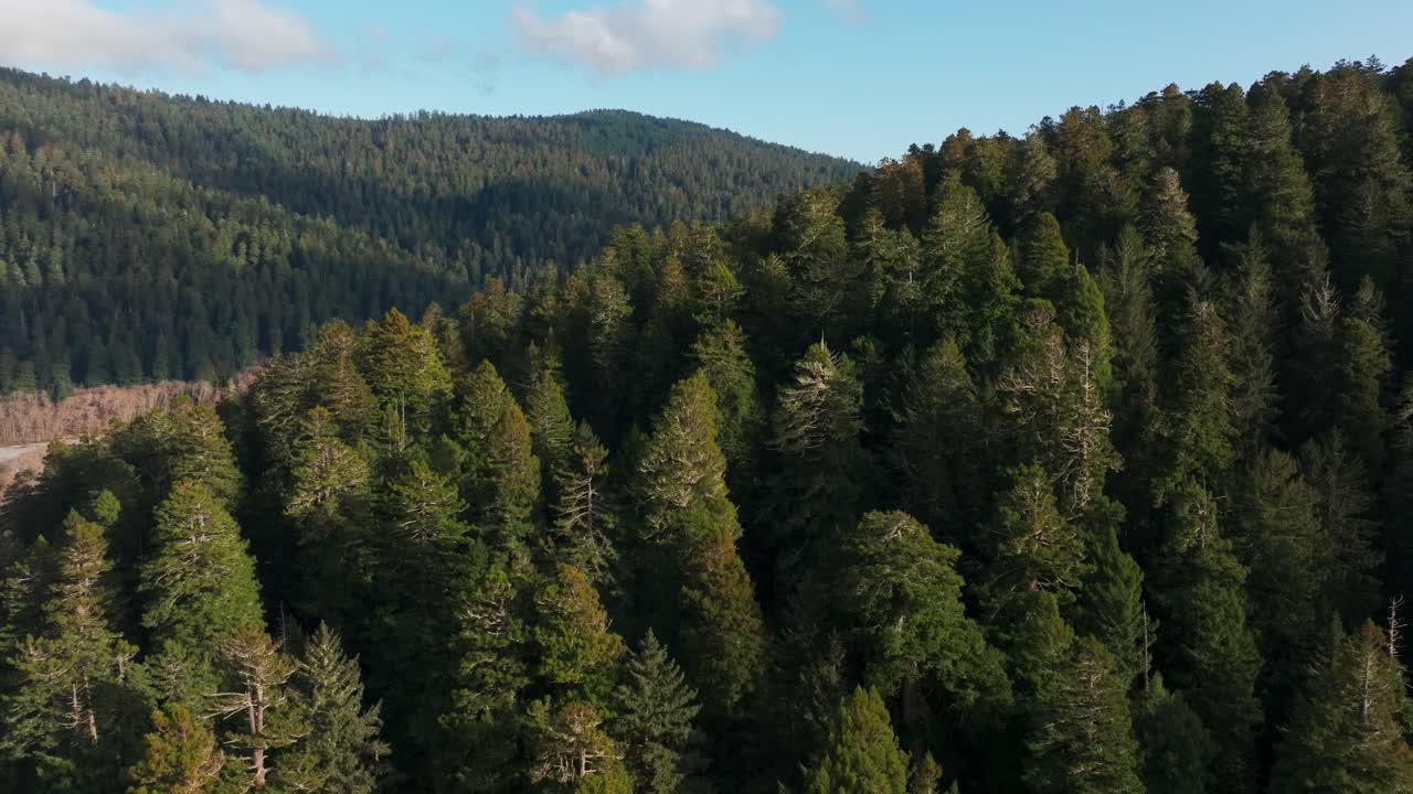 Drone aerial view of redwood trees in redwood national park forest