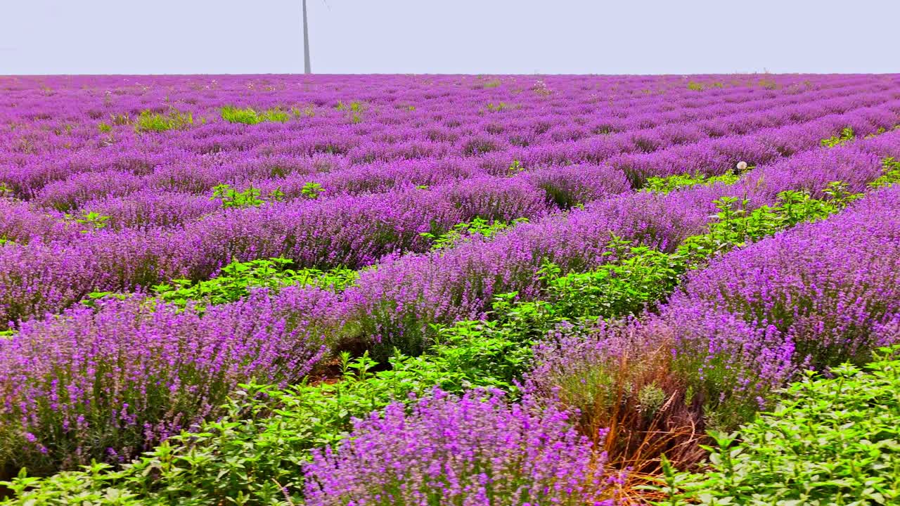 뜨거운 빛 으로 빛나는 생생 한 라벤더  의 사랑스러운 장면 - 공중 드론 촬영