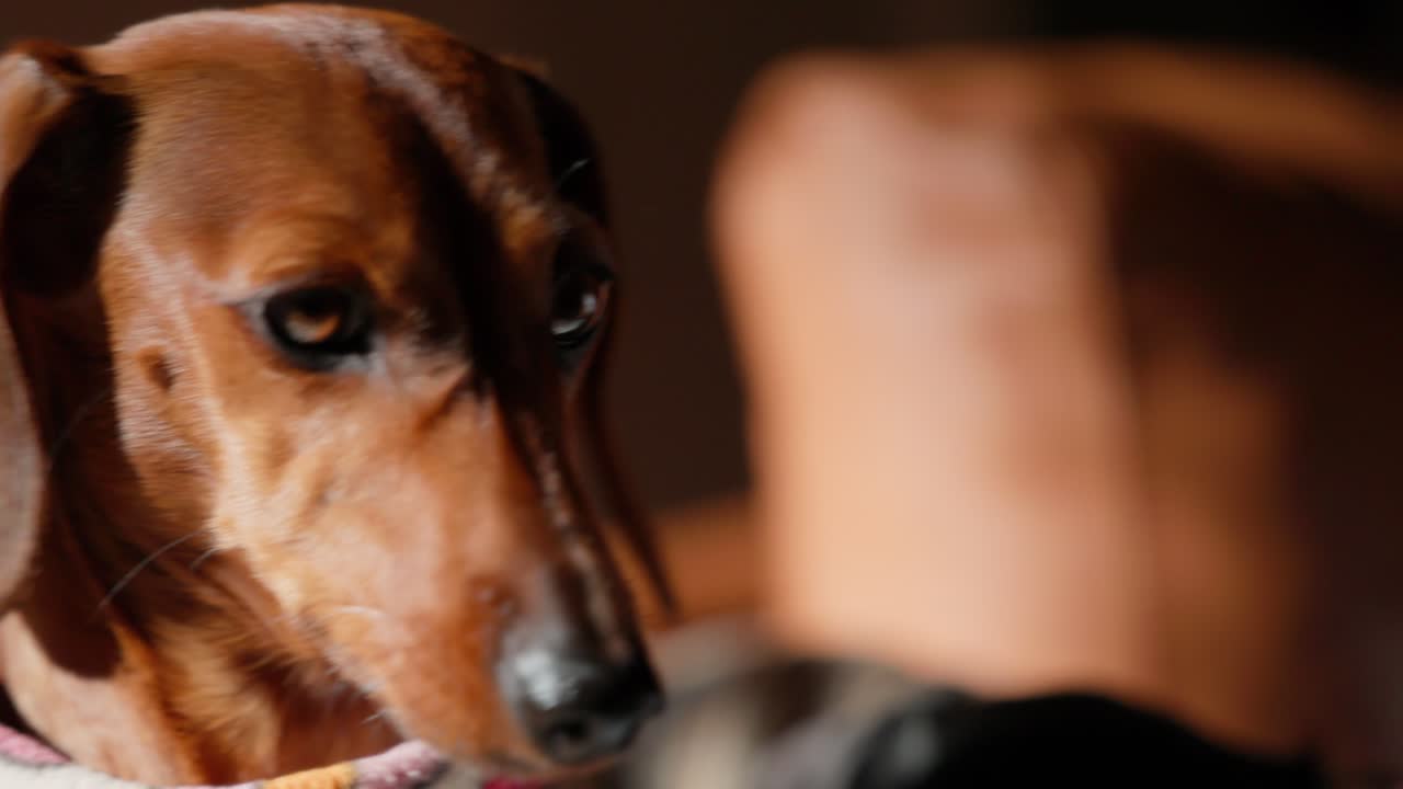 A red dachshund shifts positions on the couch as she looks around, wrapped in cozy winter warmth.