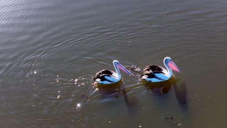pair of australian pelicans glide across calm lake water in natural sunlight, creating gentle ripples. overhead camera captures smooth, tranquil movement and reflections