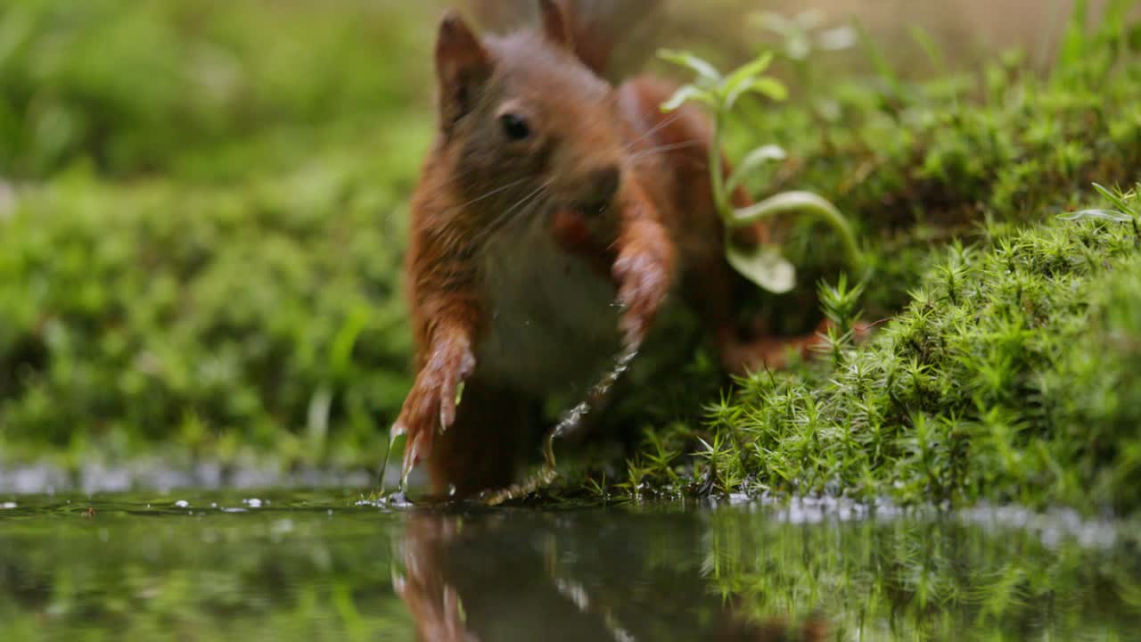 ardilla roja bebiendo agua en el bosque