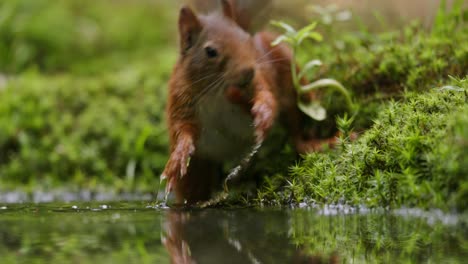 red squirrel drinking water in forest