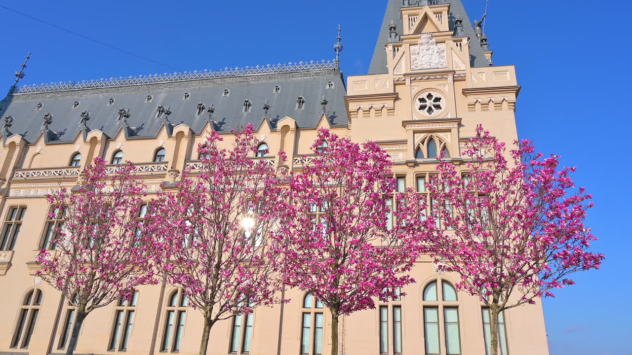 Iasi, Romania - April 25, 2021: Pink magnolia trees in front of the Palace of Culture