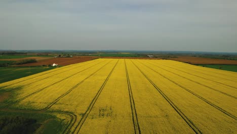 High-angle-aerial-view-over-fields-of-rapeseed-oils-in-Yorkshire-England