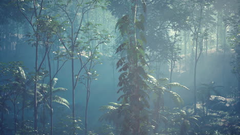 paisaje de bosque tropical brumoso