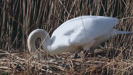 white swan broods and then turns its eggs in the nest