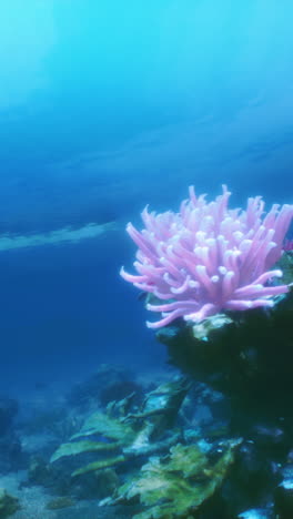 pink sea anemone on a coral reef