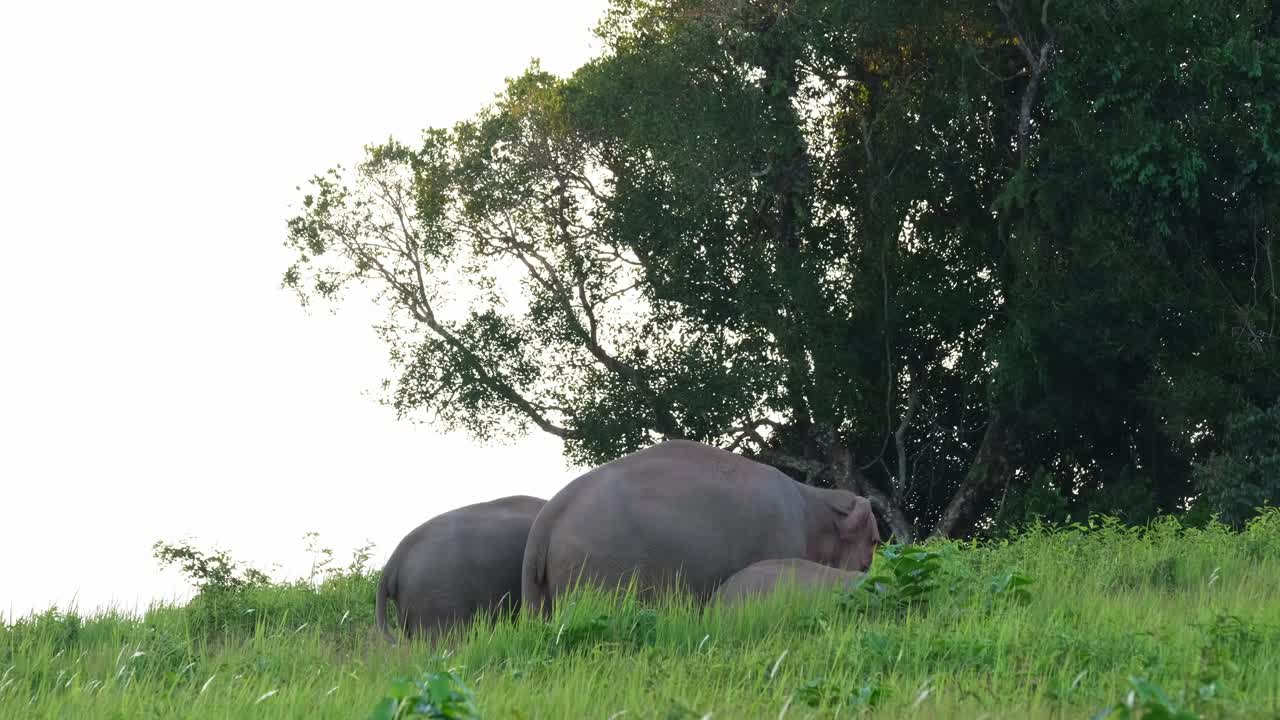 familia de tres miembros vista en lo profundo de la hierba en la ladera de una colina por la tarde alimentándose de minerales y hierba