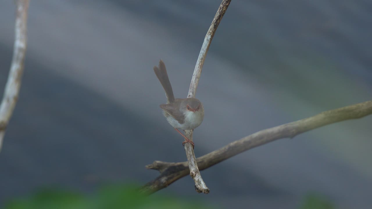 A superb fairywren perched on a branch