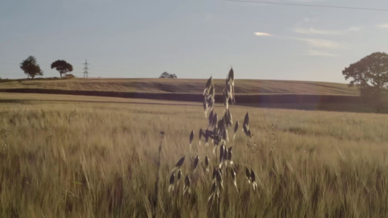 Single oat plant growing in wheat field wide tilting landscape shot