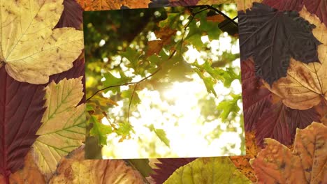 árbol de otoño y hoja de arce en la mesa 4k