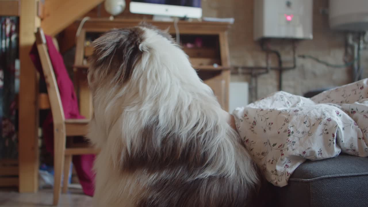 el perro espera junto al sofá a que su dueño se despierte y mientras tanto deja que sus patas lo acaricien