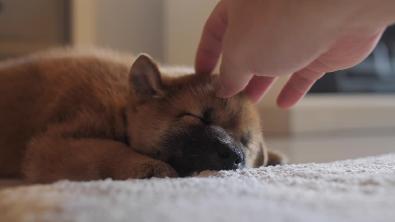 지친 귀여운 작은  ⁇ 은 시바 이누 강아지를 위로하고 만져 바닥에서 깊이 잠을 자고 있습니다.