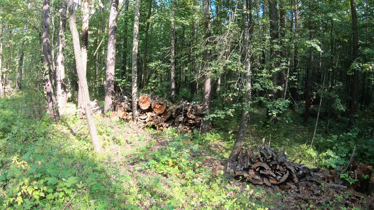 Logs in the forest, sawn from fallen trees