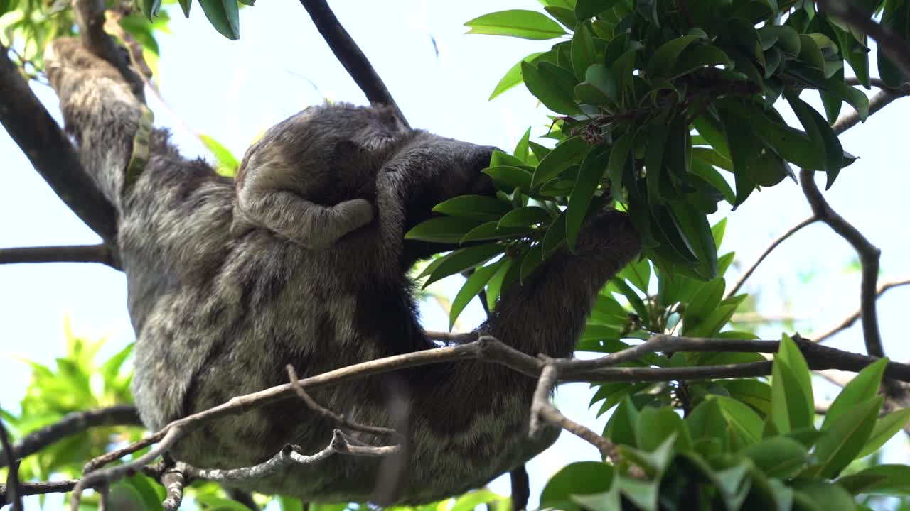 madre perezosa de garganta marrón con bebé a lomos en una selva tropical