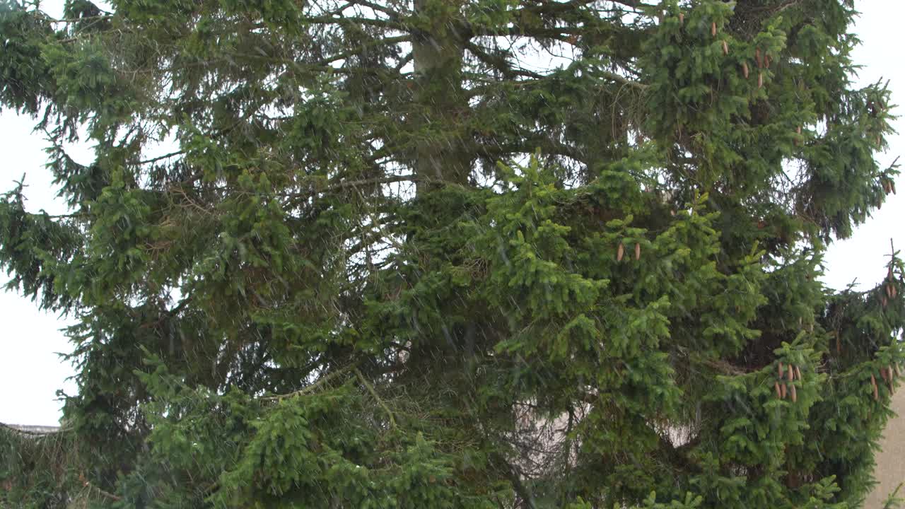 pino durante las nevadas en la temporada de invierno