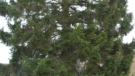 pine tree during snowfall in winter season