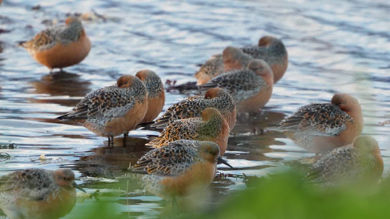 flock of red knot sleeping at the coast, 4k high detail
