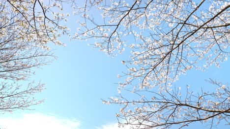 cherry tree on a sunny day looking up at the sky