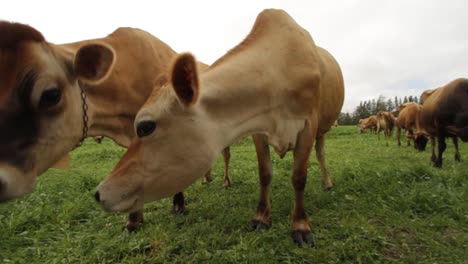 milking jersey cows in the field