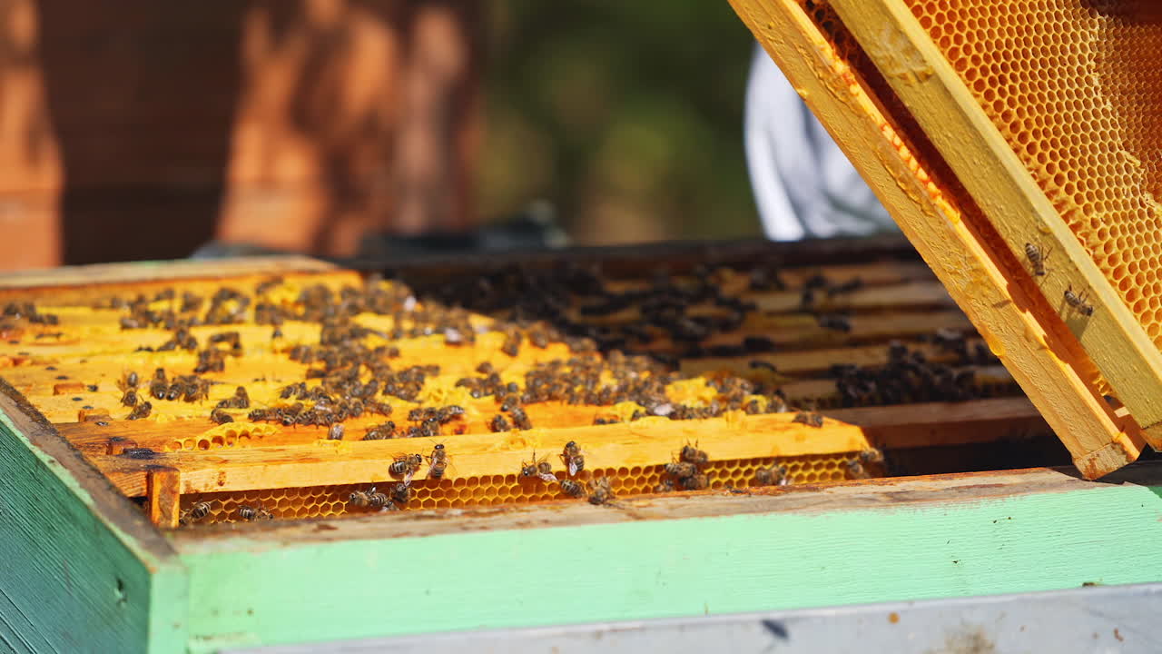 Yellow frames with honey of a bee hive. Beekeeper harvesting honey. Bee master inspecting beehive. Man holds a honey cell in his hands. Close-up.