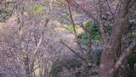 cherry trees in spring, pan over japanese mountain park in yoshino