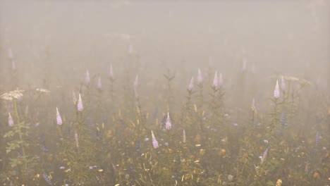 Flores-De-Campo-Silvestre-En-Niebla-Profunda