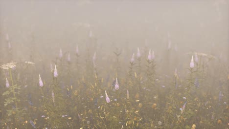 flores silvestres de campo en la niebla profunda
