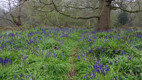 knee high aerial flight backwards over bluebells and through oak trees in spring