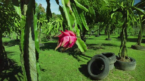 Una-Fruta-De-Dragón-Madura-Hangon-Aa-Rama-De-Un-árbol