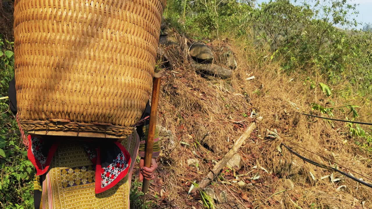 A woman from the Black Dao community expertly forages herbal plants in the lush hills of Sa Pa. Her traditional attire and skill highlight the rich cultural heritage linked to natural remedies.