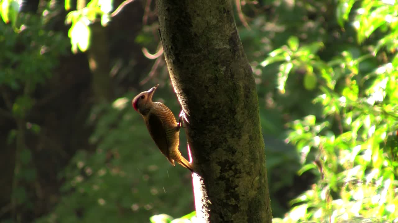 un hermoso pájaro carpintero en el bosque construyendo un nido en un árbol