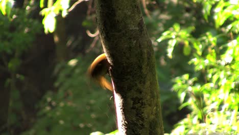 Ein-Schöner-Specht-Im-Wald-Baut-Ein-Nest-In-Einem-Baum