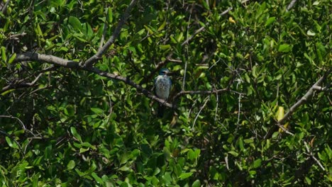 Perched-deep-in-the-mangrove-tree-as-the-camera-slides-to-the-right-while-zooming-out-during-a-very-windy-afternoon,-Collared-Kingfisher-Todiramphus-chloris,-Thailand