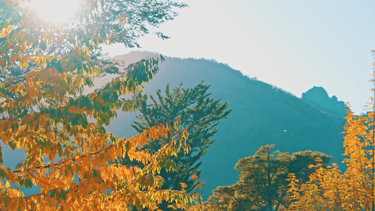 明るい日差しと山並みを背景に、鮮やかな紅葉が優しく揺れる。