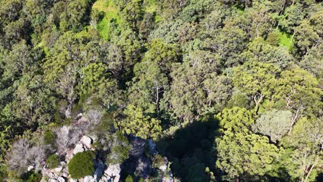 drone footage captures nimbin rocks surrounded by lush forest in bright daylight, showcasing natural beauty and rugged terrain