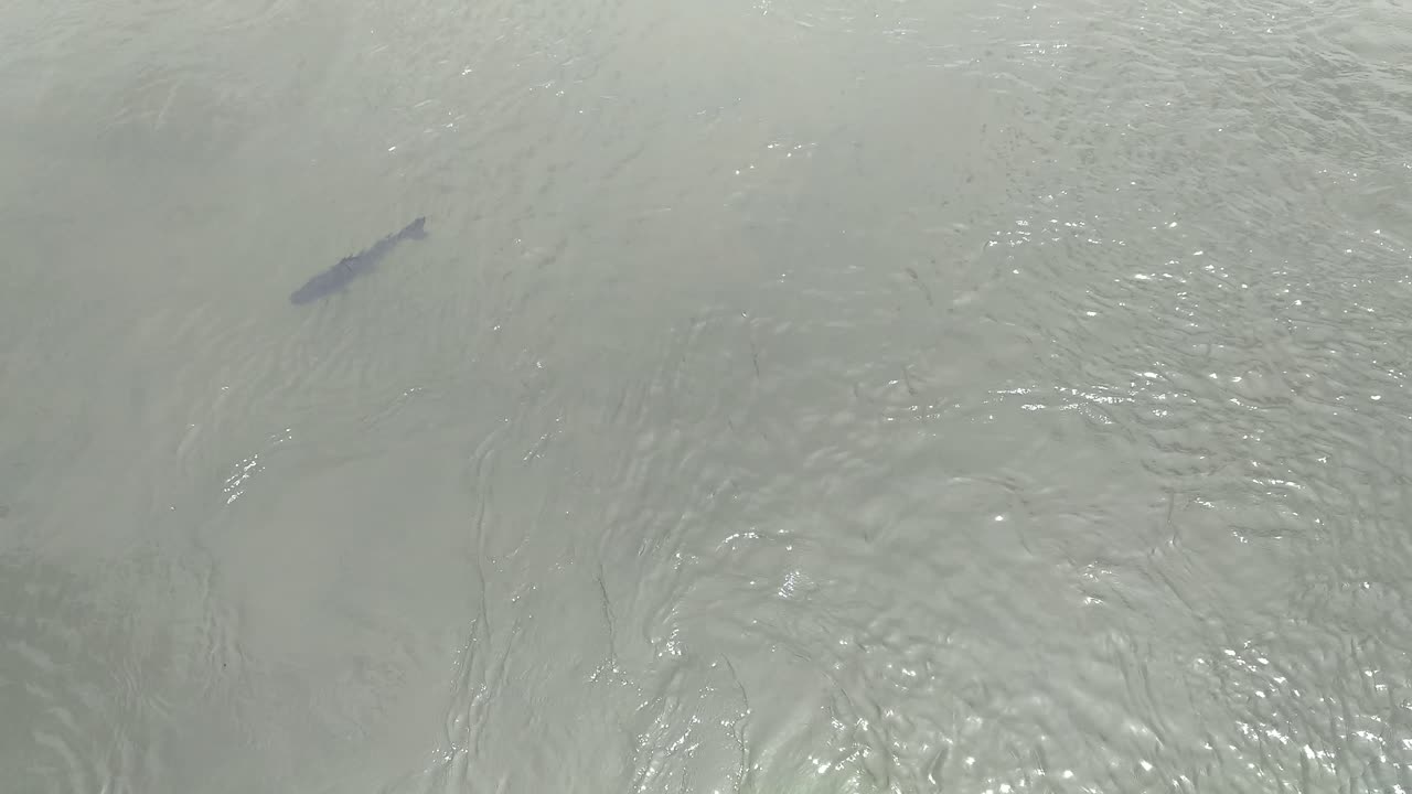 крупная рыба плавает у поверхности реки против течения