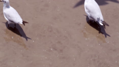 vadear en las aguas fangosas y turbias del estuario en la zona de recreación de bangphu, ubicada en samut prakan en bangkok, tailandia