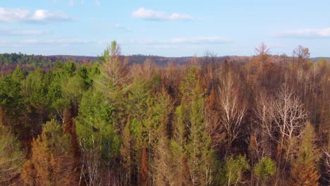 Zauberhafter-Wald-Mit-Herbstfarben,-Luftaufnahme-Einer-Drohne