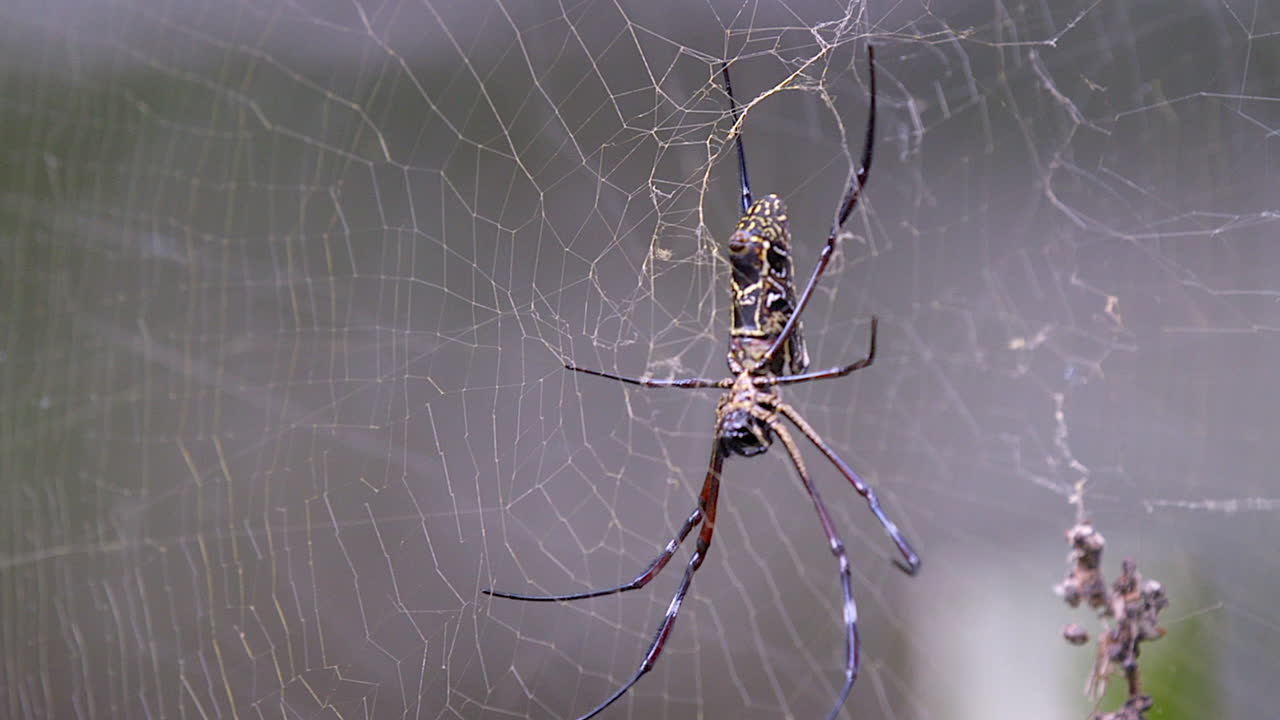 A golden orb weaver spider steady waiting for it's next prey on it's ...